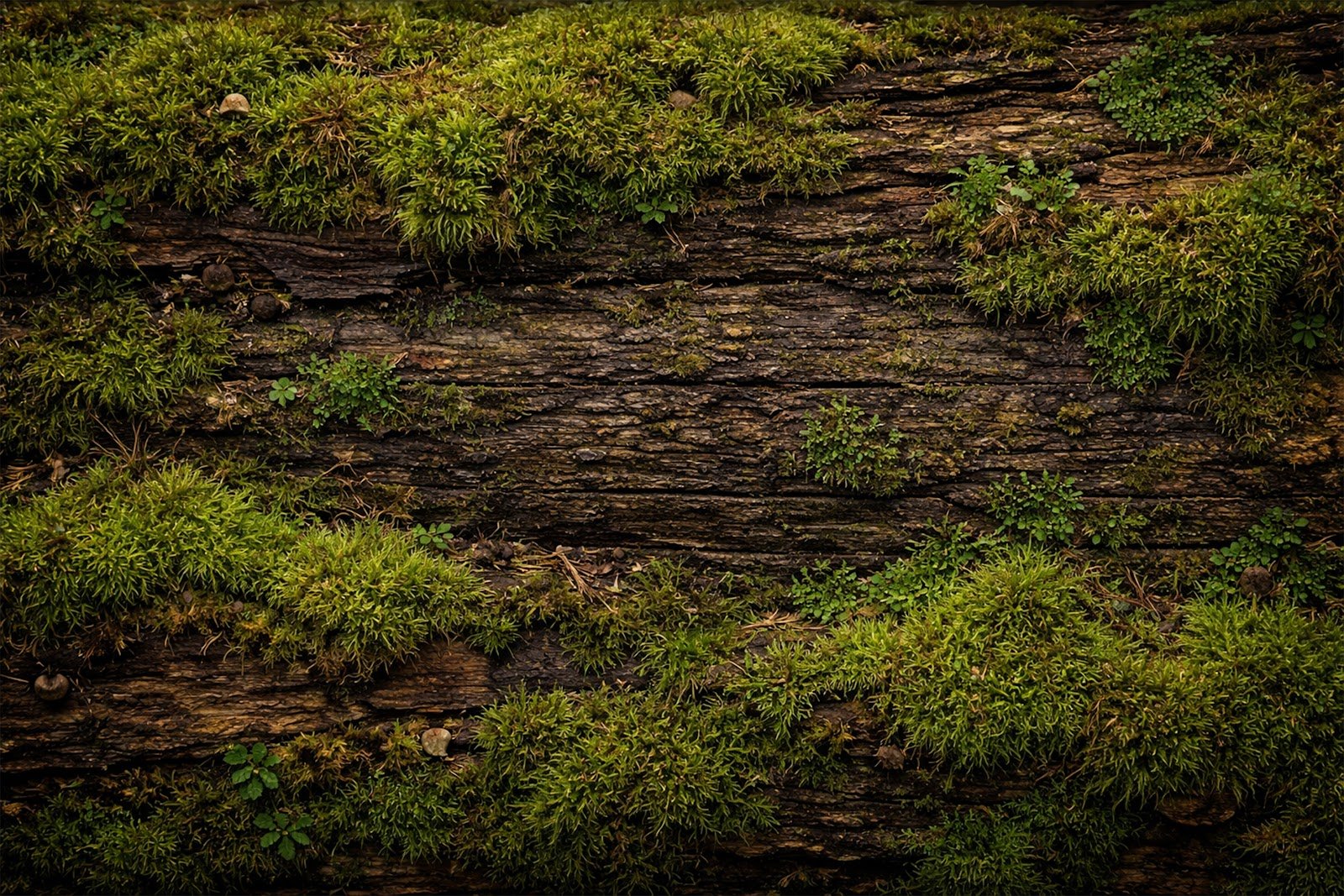 Mossy Forest Log Wood Texture Background – Natural Green Moss Free Download