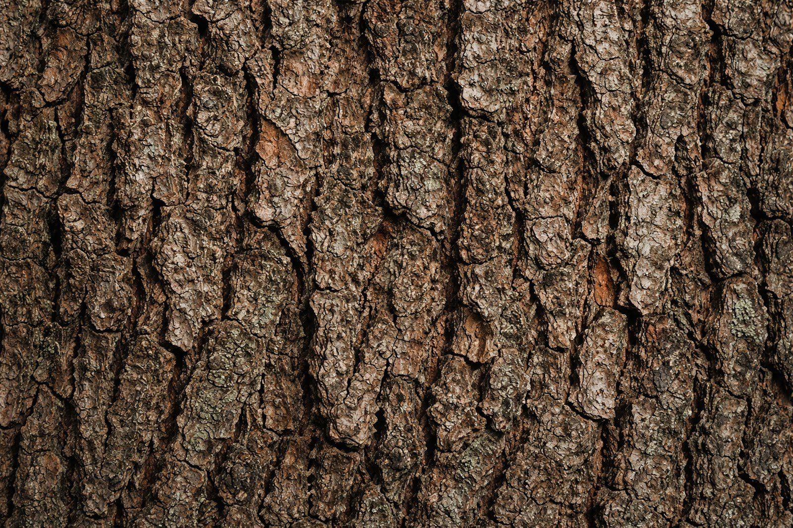Rough Tree Bark Texture Pattern Background – Natural Wood Surface Free Download