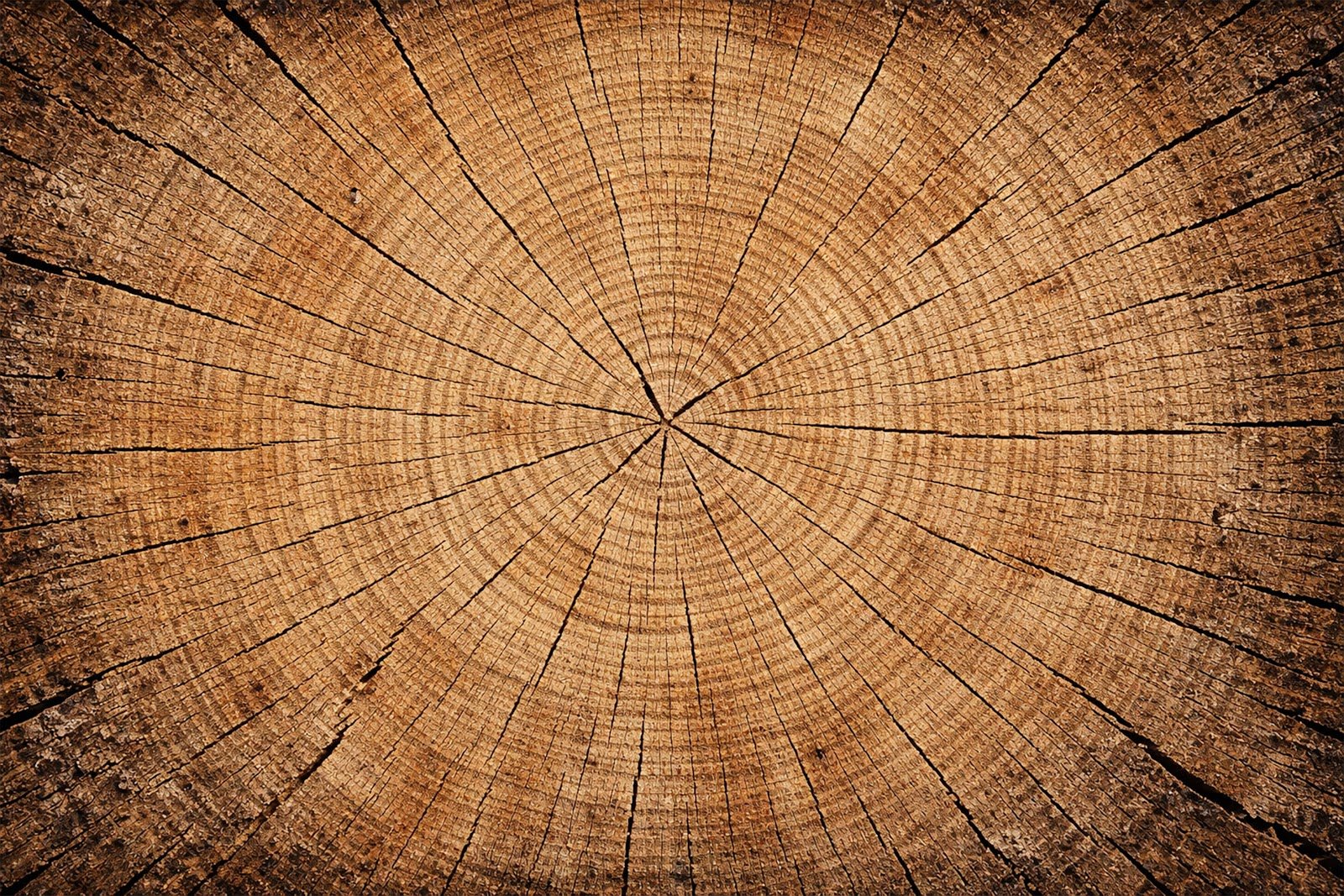 Raw Stump Top View Wood Texture Background – Free High-Resolution Download
