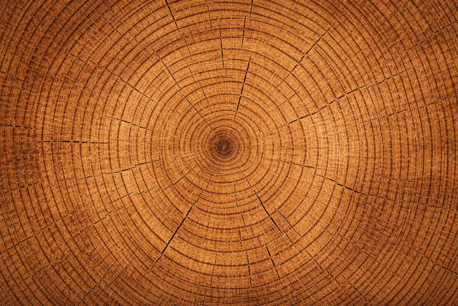 Oak Wood Rings Texture Background – Free High-Resolution Download